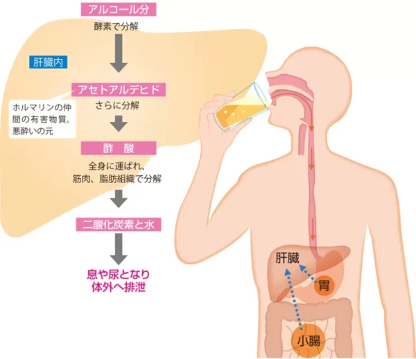肝臓　アルコール分解